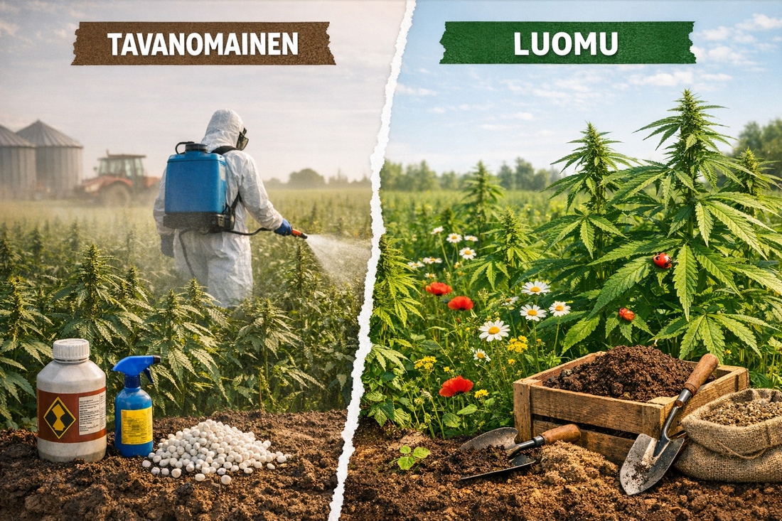 Luomu vs tavanomainen hampunsiemen – tuotannon erot | Hamppufarmi